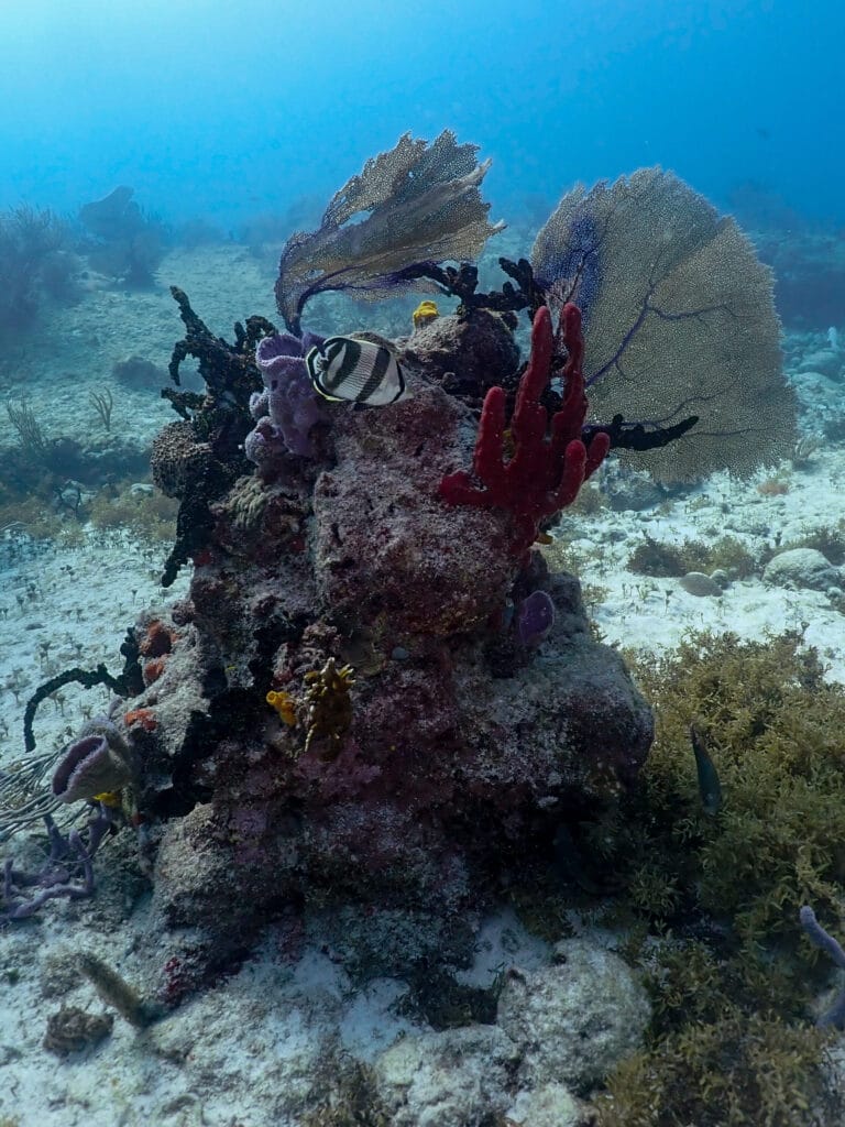 Reef life while diving in Playa