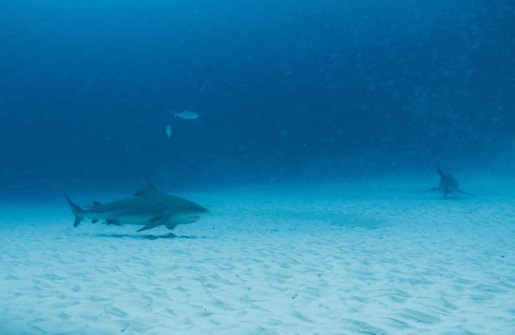 Bull shark dive playa del carmen
