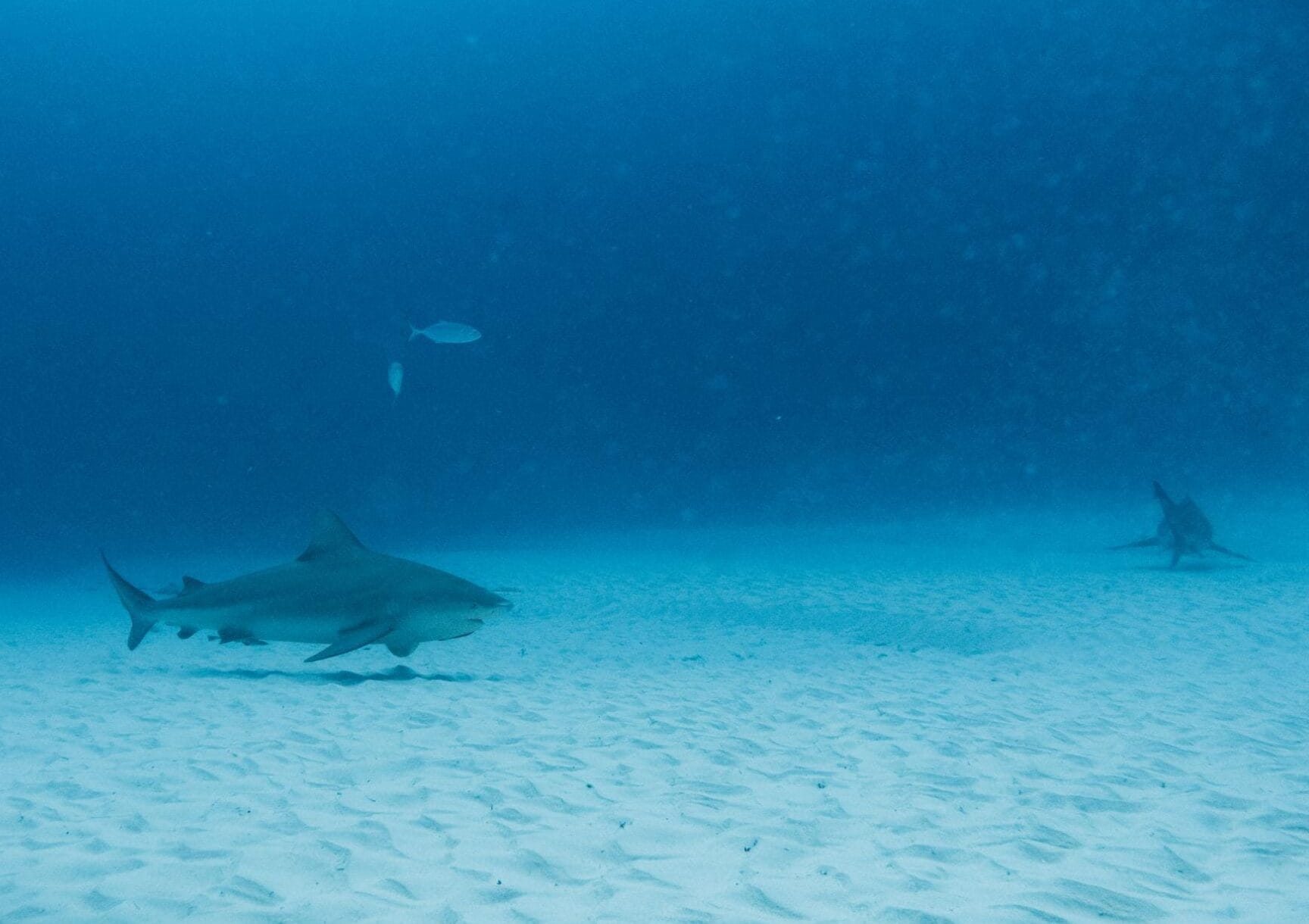 Bull shark dive playa del carmen