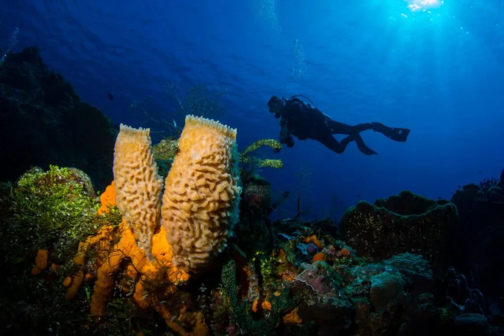 Scuba diving in Playa del Carmen reefs