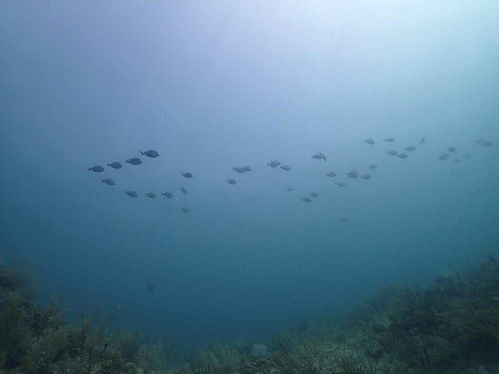 Blue Mind says that blue spaces create a calmer mind.