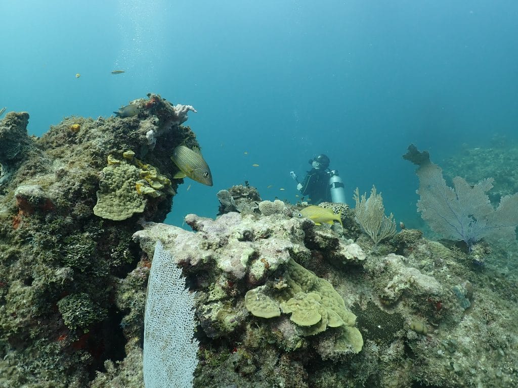 Coral reef dive site in Playa del Carmen
