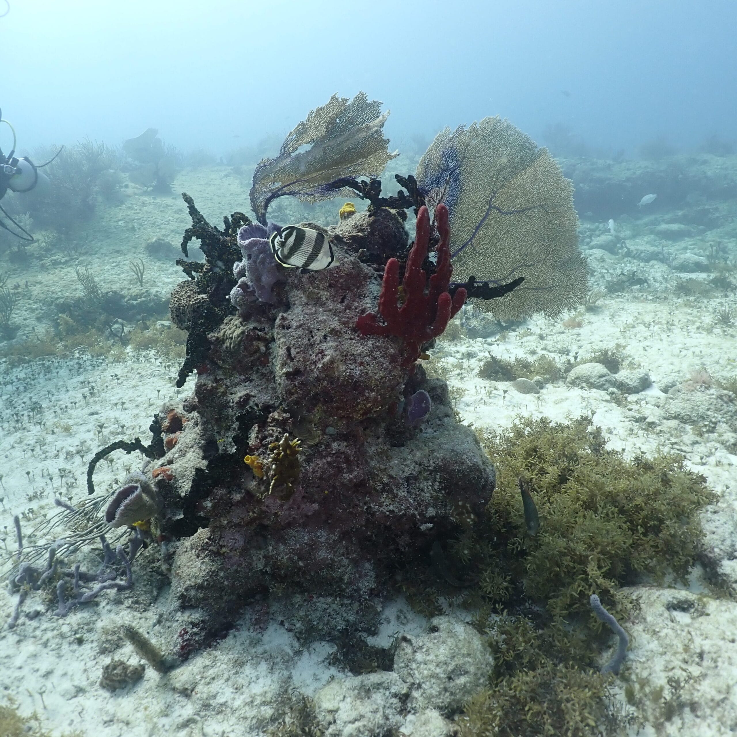 playa del carmen scuba diving coral reef