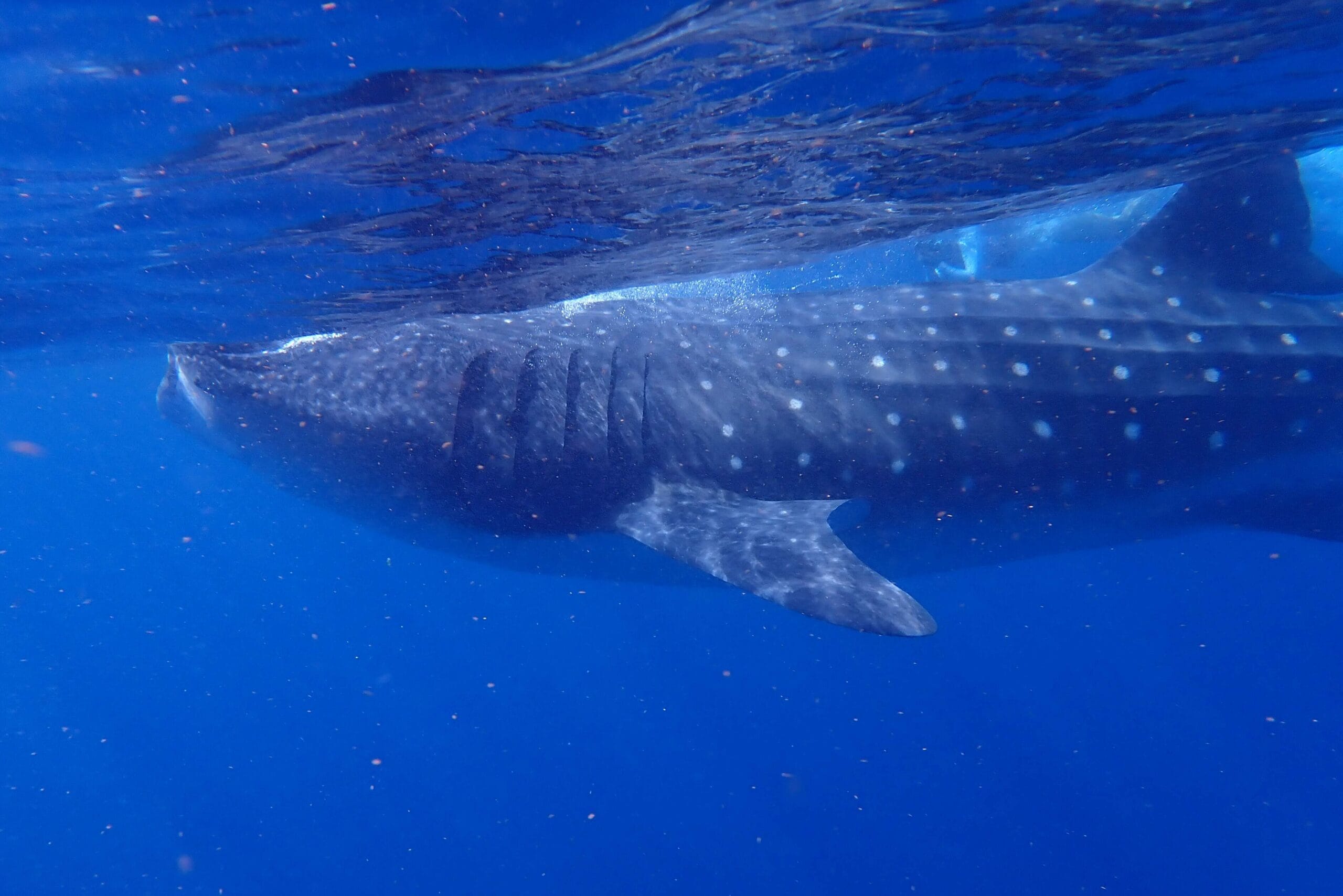 Whale shark snorkel in Cancun from Playa del Carmen