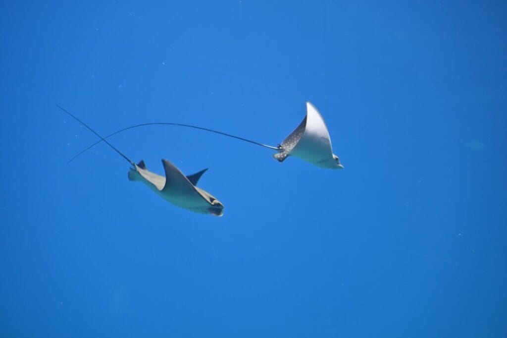 Eagle rays while diving in Playa del Carmen