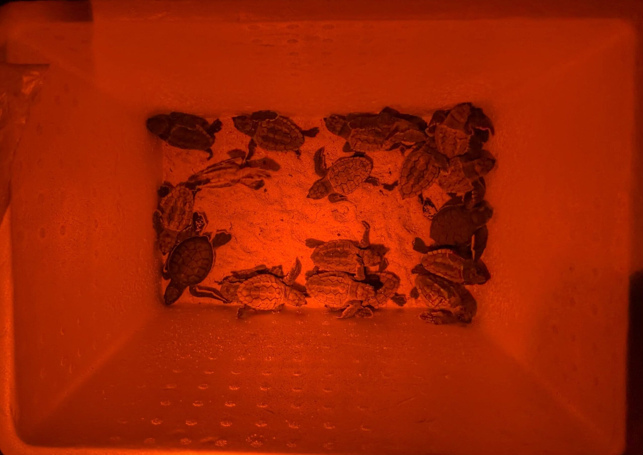 Baby sea turtle hatchlings in the Riviera Maya