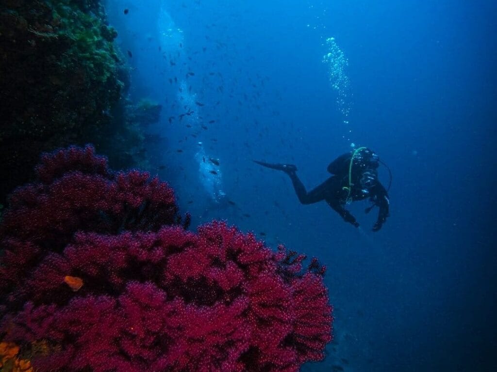Scuba diving in Cozumel Mexico